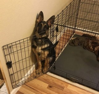 Illustration de l'article : 12 photos nous faisant découvrir les prouesses théâtrales inattendues des chiens