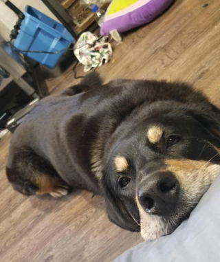 Illustration de l'article : 12 photos nous faisant découvrir les prouesses théâtrales inattendues des chiens