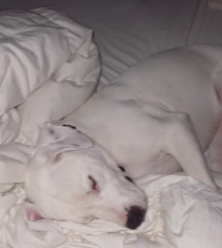 Illustration de l'article : Cette chienne facétieuse a trouvé le moyen imparable, afin de pouvoir dormir toutes les nuits dans le lit de sa maîtresse (vidéo)