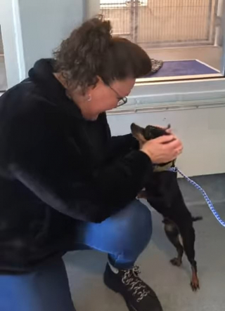 Illustration de l'article : Les retrouvailles émouvantes d’une femme avec son chien perdu depuis 7 ans