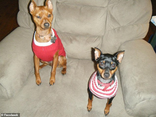 Illustration de l'article : Les retrouvailles émouvantes d’une femme avec son chien perdu depuis 7 ans