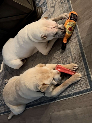 Illustration de l'article : Deux chiens d’adoption s’entendent à merveille alors qu’ils ne se connaissaient pas, le couple d’adoptants découvre pourquoi 