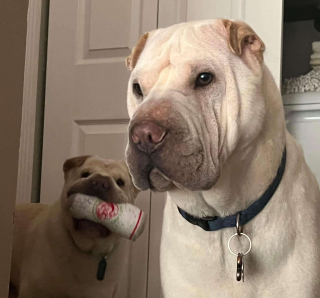 Illustration de l'article : Deux chiens d’adoption s’entendent à merveille alors qu’ils ne se connaissaient pas, le couple d’adoptants découvre pourquoi 