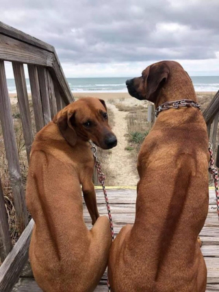 Illustration de l'article : 20 photos mettant à l'honneur le Rhodesian Ridgeback, chien à la loyauté et à la douceur inégalées