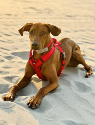 Illustration de l'article : 20 photos mettant à l'honneur le Rhodesian Ridgeback, chien à la loyauté et à la douceur inégalées