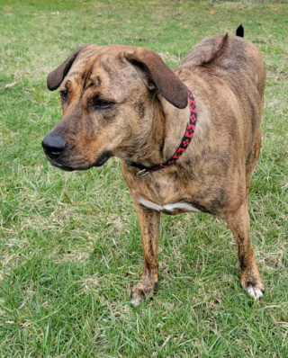 Illustration de l'article : 20 photos mettant à l'honneur le Rhodesian Ridgeback, chien à la loyauté et à la douceur inégalées