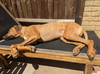 Illustration de l'article : 20 photos mettant à l'honneur le Rhodesian Ridgeback, chien à la loyauté et à la douceur inégalées