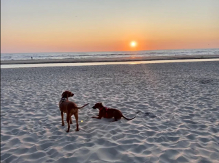 Illustration de l'article : 20 photos mettant à l'honneur le Rhodesian Ridgeback, chien à la loyauté et à la douceur inégalées