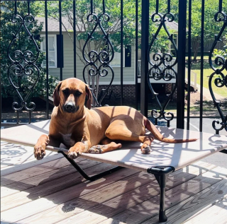 Illustration de l'article : 20 photos mettant à l'honneur le Rhodesian Ridgeback, chien à la loyauté et à la douceur inégalées