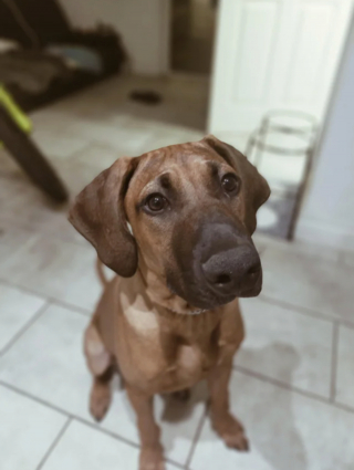 Illustration de l'article : 20 photos mettant à l'honneur le Rhodesian Ridgeback, chien à la loyauté et à la douceur inégalées