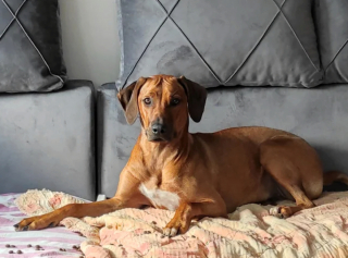 Illustration de l'article : 20 photos mettant à l'honneur le Rhodesian Ridgeback, chien à la loyauté et à la douceur inégalées