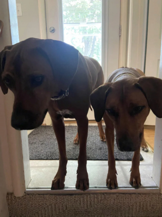 Illustration de l'article : 20 photos mettant à l'honneur le Rhodesian Ridgeback, chien à la loyauté et à la douceur inégalées