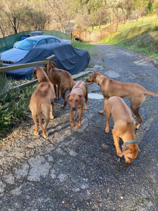 Illustration de l'article : 20 photos mettant à l'honneur le Rhodesian Ridgeback, chien à la loyauté et à la douceur inégalées