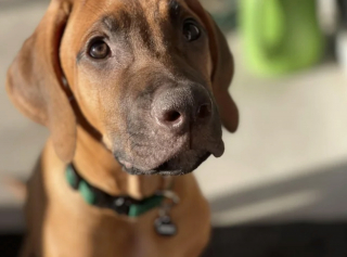 Illustration de l'article : 20 photos mettant à l'honneur le Rhodesian Ridgeback, chien à la loyauté et à la douceur inégalées