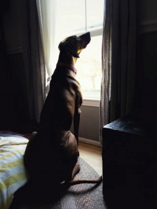 Illustration de l'article : 20 photos mettant à l'honneur le Rhodesian Ridgeback, chien à la loyauté et à la douceur inégalées