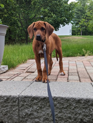 Rhodesian ridgeback pret cheap