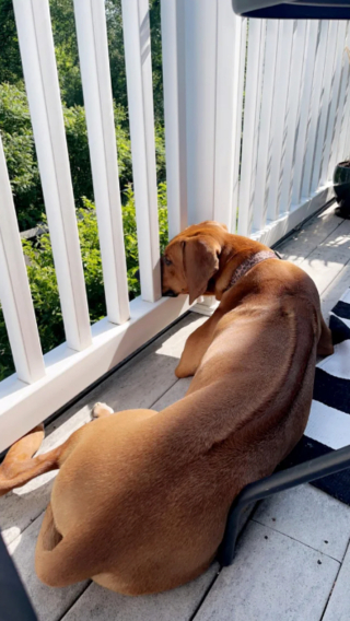 Illustration de l'article : 20 photos mettant à l'honneur le Rhodesian Ridgeback, chien à la loyauté et à la douceur inégalées