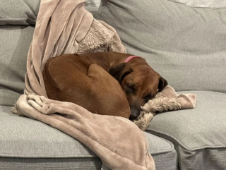 Illustration de l'article : 20 photos mettant à l'honneur le Rhodesian Ridgeback, chien à la loyauté et à la douceur inégalées