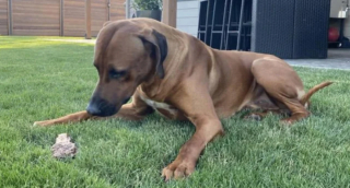 Illustration de l'article : 20 photos mettant à l'honneur le Rhodesian Ridgeback, chien à la loyauté et à la douceur inégalées