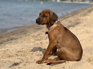 Illustration de l'article : 20 photos mettant à l'honneur le Rhodesian Ridgeback, chien à la loyauté et à la douceur inégalées