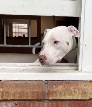 Illustration de l'article : Cette chienne amoureuse de son voisin l’attend chaque jour inlassablement derrière sa fenêtre (vidéo)