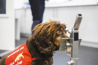 Illustration de l'article : Le parcours émouvant d'Asher, un chien médical nominé pour un Hero Dog Award