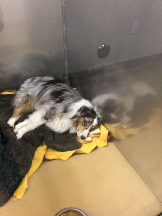 Illustration de l'article : L'ingéniosité de vétérinaires face au refus obstiné d'un chien de prendre ses médicaments