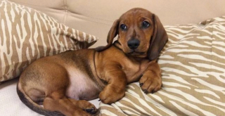 Illustration de l'article : 12 photos captivantes qui nous plongent dans l'univers fascinant des Teckels