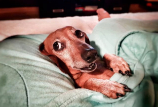 Illustration de l'article : 12 photos captivantes qui nous plongent dans l'univers fascinant des Teckels