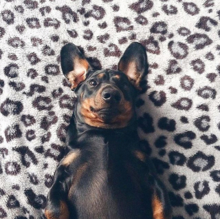 Illustration de l'article : 12 photos captivantes qui nous plongent dans l'univers fascinant des Teckels