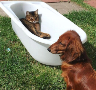 Illustration de l'article : 12 photos captivantes qui nous plongent dans l'univers fascinant des Teckels