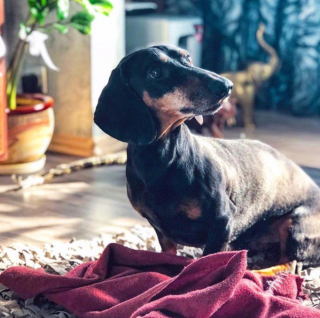 Illustration de l'article : 12 photos captivantes qui nous plongent dans l'univers fascinant des Teckels