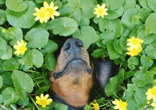 Illustration de l'article : 12 photos captivantes qui nous plongent dans l'univers fascinant des Teckels