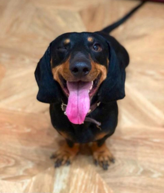 Illustration de l'article : 12 photos captivantes qui nous plongent dans l'univers fascinant des Teckels