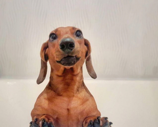 Illustration de l'article : 12 photos captivantes qui nous plongent dans l'univers fascinant des Teckels