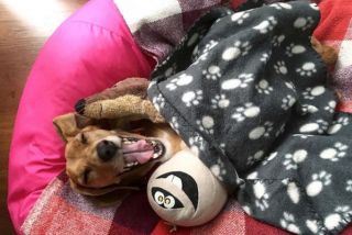 Illustration de l'article : 12 photos captivantes qui nous plongent dans l'univers fascinant des Teckels