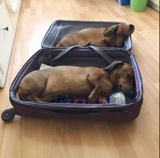 Illustration de l'article : 12 photos captivantes qui nous plongent dans l'univers fascinant des Teckels