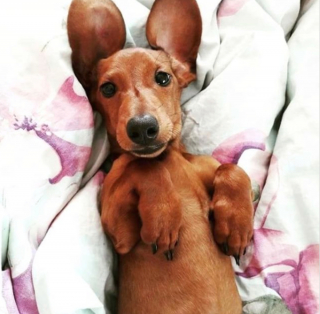 Illustration de l'article : 12 photos captivantes qui nous plongent dans l'univers fascinant des Teckels