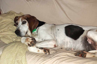 Illustration de l'article : Un chien de sauvetage senior trouve enfin une maison après 7 ans d'attente dans un refuge