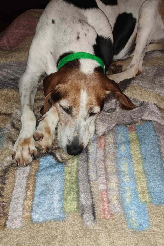 Illustration de l'article : Un chien de sauvetage senior trouve enfin une maison après 7 ans d'attente dans un refuge