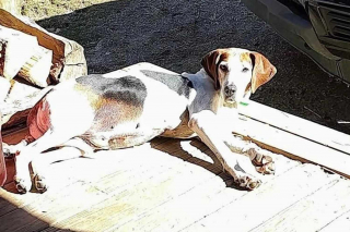 Illustration de l'article : Un chien de sauvetage senior trouve enfin une maison après 7 ans d'attente dans un refuge