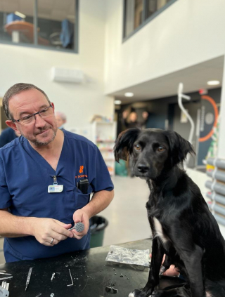 Illustration de l'article : Une équipe de vétérinaires français utilise la technologie 3D, afin de sauver la mobilité d’un chien accidenté et amputé d’une patte (vidéo)