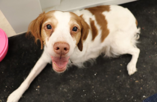 Illustration de l'article : Des lycéens tentent de venir en aide à Sadie, une chienne à 3 pattes, afin d’adoucir sa vie quotidienne