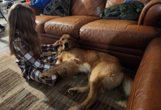 Illustration de l'article : Miracle de Noël pour cette famille brisée qui pensait ne jamais revoir son chien