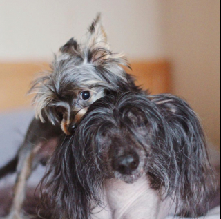 Illustration de l'article : 20 photos pour faire connaissance avec Jyrki, Chien Chinois à crête qui fait fondre les cœurs sur Instagram