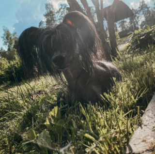 Illustration de l'article : 20 photos pour faire connaissance avec Jyrki, Chien Chinois à crête qui fait fondre les cœurs sur Instagram