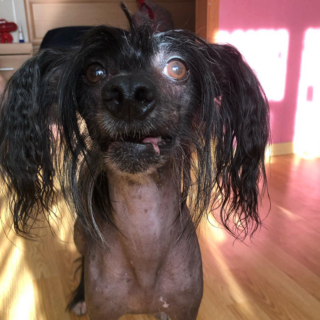 Illustration de l'article : 20 photos pour faire connaissance avec Jyrki, Chien Chinois à crête qui fait fondre les cœurs sur Instagram