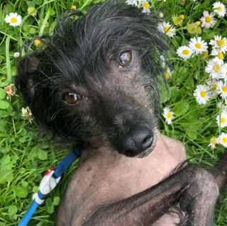 Illustration de l'article : 20 photos pour faire connaissance avec Jyrki, Chien Chinois à crête qui fait fondre les cœurs sur Instagram