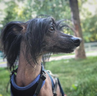 Illustration de l'article : 20 photos pour faire connaissance avec Jyrki, Chien Chinois à crête qui fait fondre les cœurs sur Instagram