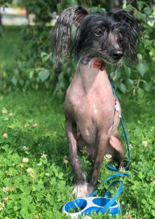 Illustration de l'article : 20 photos pour faire connaissance avec Jyrki, Chien Chinois à crête qui fait fondre les cœurs sur Instagram